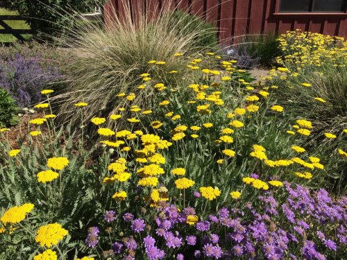 Planting design basics — developing a plant list | The Real Dirt