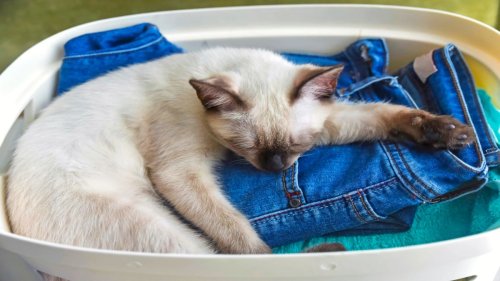 Tierhaare aus Kleidung entfernen: Mit diesem einfachen & günstigen Trick gelingt es