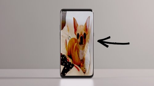 Gut versteckt auf Samsung-Handys: Haben Sie diesen kuriosen Chihuahua schon entdeckt?