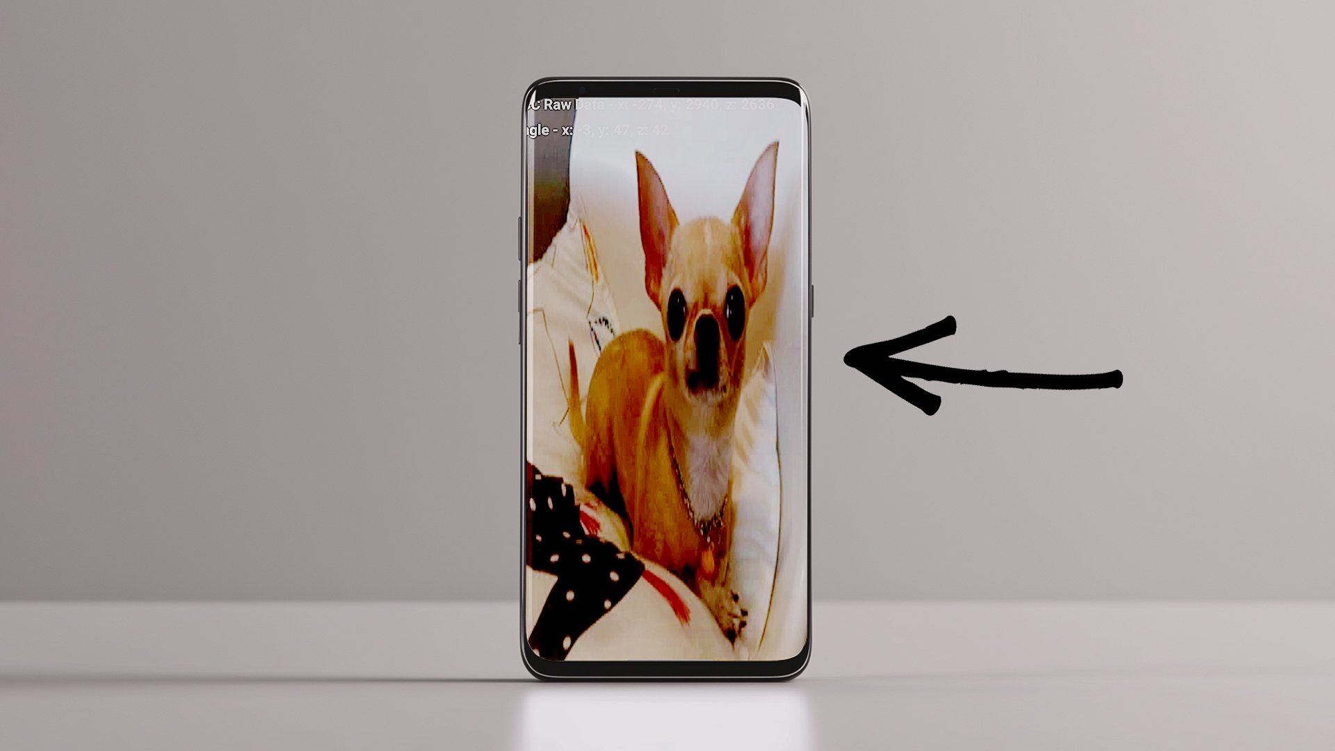 Gut versteckt: Haben Sie auch diesen Hund auf dem Handy?