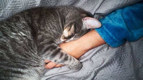 Katzen verstehen: Warum der Bauch eine NO-GO-Zone ist