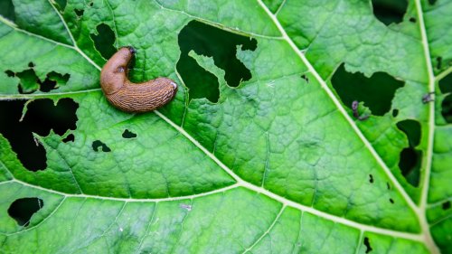 Garten-Trick: Warum Sie Kronkorken nie wegwerfen sollten
