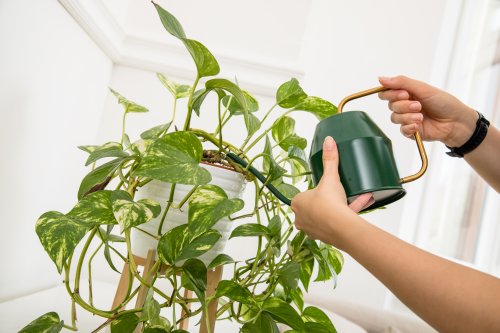 Nur Gießen ist nicht genug: So bringen Sie Ihre Zimmerpflanzen durch den Winter