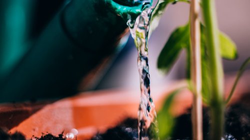 Besser und günstiger als Leitungswasser: Was Hobby-Gärtner beim Gießen wissen sollten