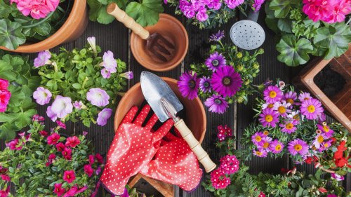 Wichtig für Hobby-Gärtner: Bei welchem Pflanzen-Kauf Sie jetzt genau hinschauen sollten