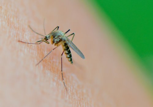Bei lästigem Mückenbesuch bleiben Verbrauchern nur zwei Möglichkeiten: Vergrämen oder behandeln. Wir verraten, welche Tricks laut Experten am besten funktionieren.