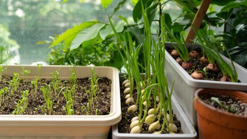 Gärtnern ohne Garten: So wird Ihr Indoor-Gemüsegarten zum Selbstläufer!