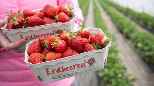 Warnung an Verbraucher: Viele Erdbeeren in Deutschland enthalten Pestizide