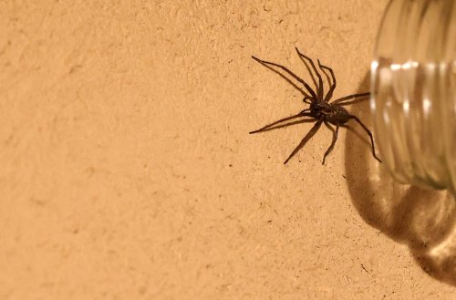Leicht zu verwechseln: Diese weit verbreitete Spinne ähnelt einer giftigen Art