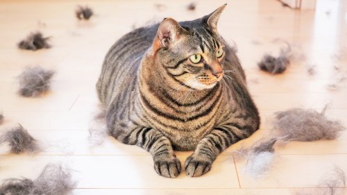 Haarfrei und sauber: Die effektivsten Hausmittel gegen Katzenhaare