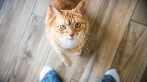 Zufall oder geheime Strategie: Weshalb Katzen oft auf Menschen zugehen, die sie gar nicht mögen
