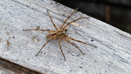 Giftige Spinne mittlerweile "fast überall" daheim: Das müssen Sie tun, wenn Sie eine sehen