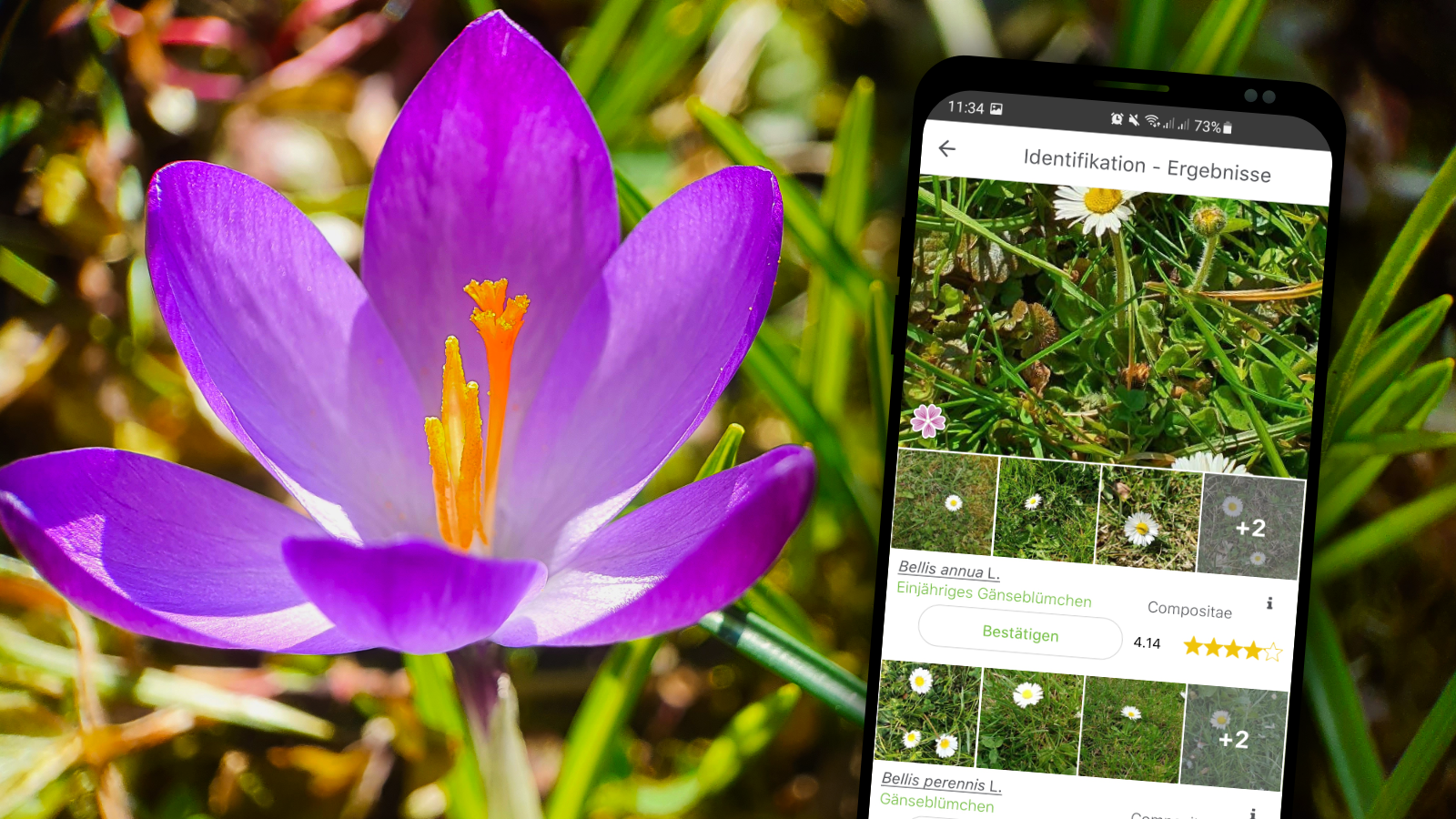 Gratis-App für Hobby-Gärtner: So identifizieren Sie jede Pflanze