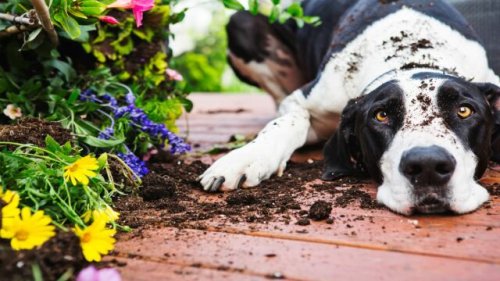 Gefährlich für Haustiere: Diese Pflanzen sollten Sie nicht im Garten haben