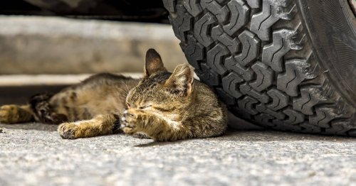 Katze überfahren oder angefahren: So handeln Sie richtig