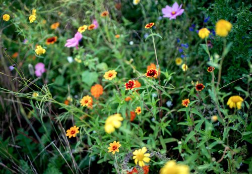 Blumen statt Rasen: So schaffen Sie im Garten eine Wiese für Insekten
