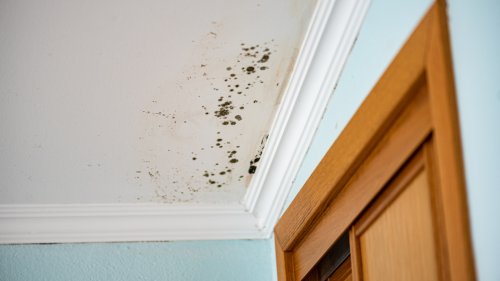 Schimmel in der Wohnung? So müssen Sie für eine Mietminderung vorgehen