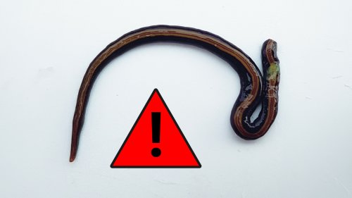 Fieser Wurm: Wer Pflanzen kauft, sollte eines unbedingt tun