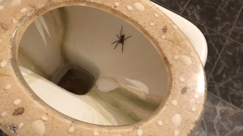 Spinne im Bad? Deshalb sollten Sie sie nicht ins Klo spülen