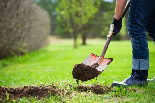 Viele Pflanzenarten lassen sich durch Teilen ganz einfach vermehren. Sobald im Frühjahr die frischen Frühlingstriebe sichtbar werden, ist dafür eine besonders gute Zeit. Worauf Sie beim Teilen der Pflanzen achten sollten und welche Arten sich überhaupt dafür eignen, erfahren Sie hier.