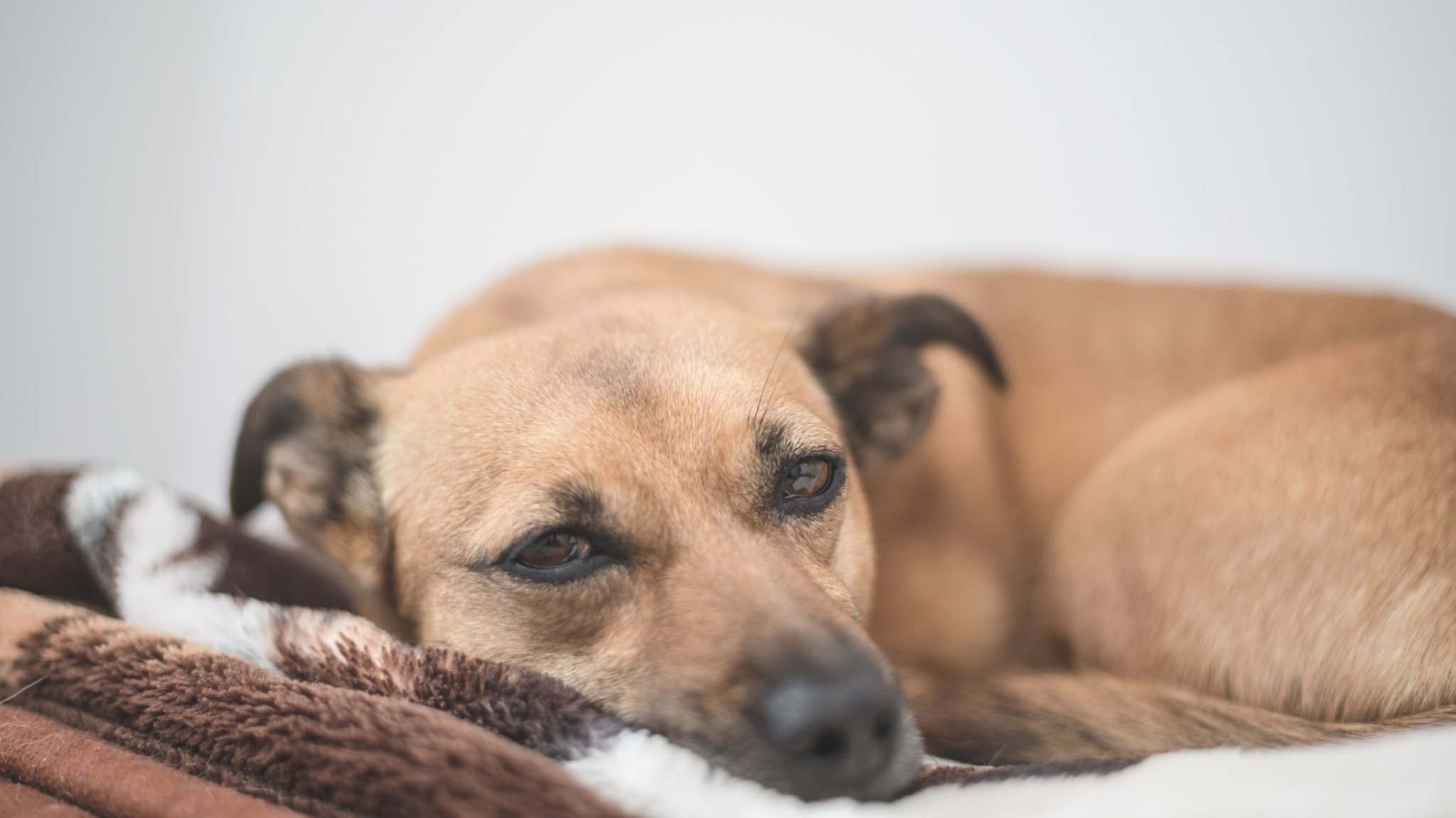 Immer mehr Fälle von Hundemalaria in Deutschland: Auwaldzecke verbreitet tödlichen Parasit
