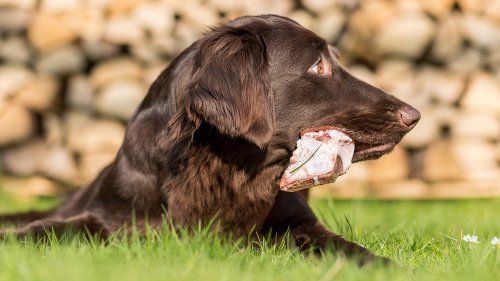 Kann tödlich für Hunde enden: Diese Lebensmittel sind absolut Tabu