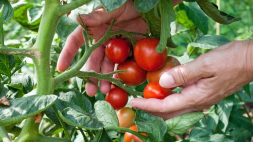 Tomaten brauchen viel Wasser: Das ist der beste Zeitpunkt, um sie zu gießen