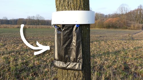 Schwarzer Beutel am Baum: Darum sollten Sie sich davon fernhalten