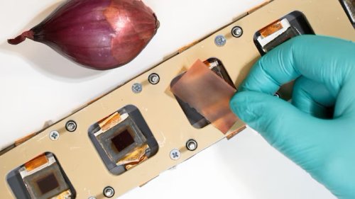 Forscher machen erstaunliche Entdeckung: Warum Zwiebeln gut für Solarzellen sind