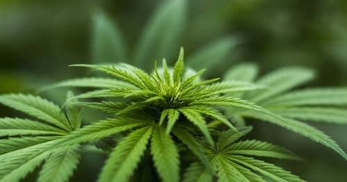 Cannabis statt Bäume: Forscher entdecken riesigen Vorteil in Hanf