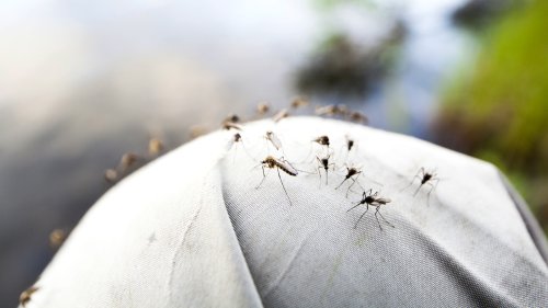 Blutgruppe entscheidet mit: Wer Mücken besonders anzieht