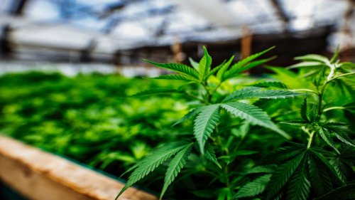 Hanf als Medizin: Forscher decken auf, wie Cannabis im Körper wirkt