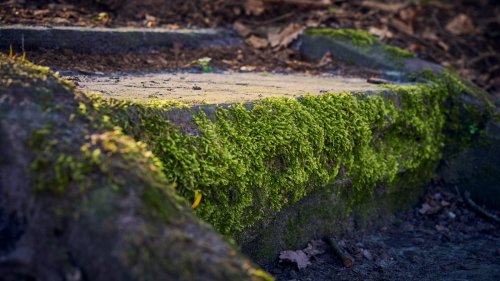 Von wegen Feind im Garten: Warum Sie Moos im Garten niemals bekämpfen sollten