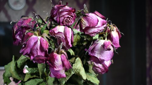 Verwelkter Blumenstrauß? Das müssen Sie bei der Entsorgung beachten