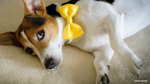 Hundebesitzer aufgepasst: Das bedeutet eine gelbe Schleife an Leine oder Halsband