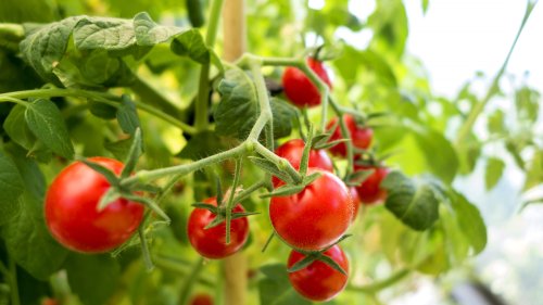 Tomaten für den Garten vorziehen: So klappt es garantiert