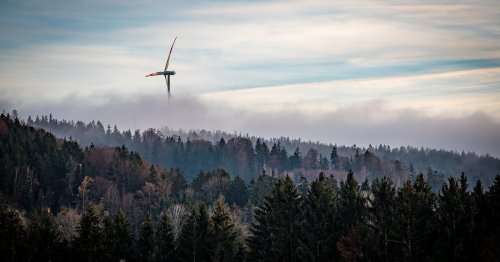 Forstwirte kämpfen gegen Waldsterben: Windkraft könnte eine Lösung sein