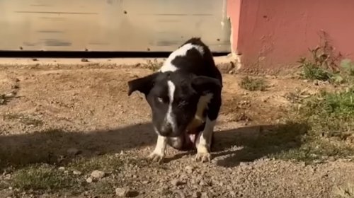 Hund wird im letzten Moment gerettet: Mercedes macht ihm ein tolles Geschenk
