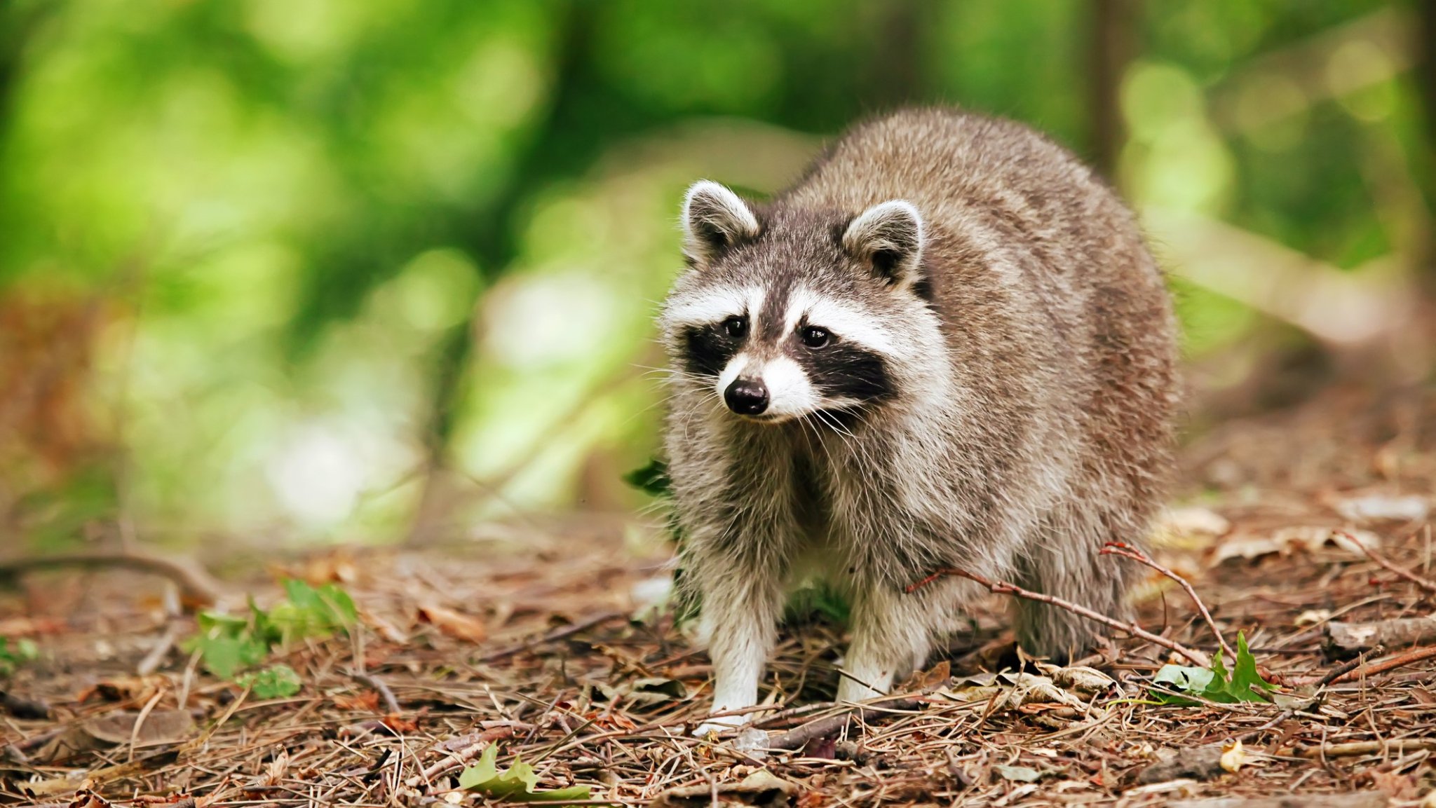 Gefährliche Hinterlassenschaften: Warum Waschbär-Kot ein ernstes Problem darstellt