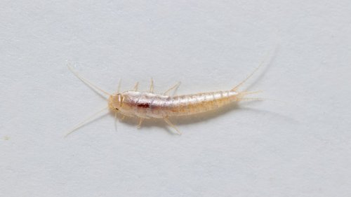 Überraschend nützliche Mitbewohner: Warum Silberfische ein gutes Zeichen sein können