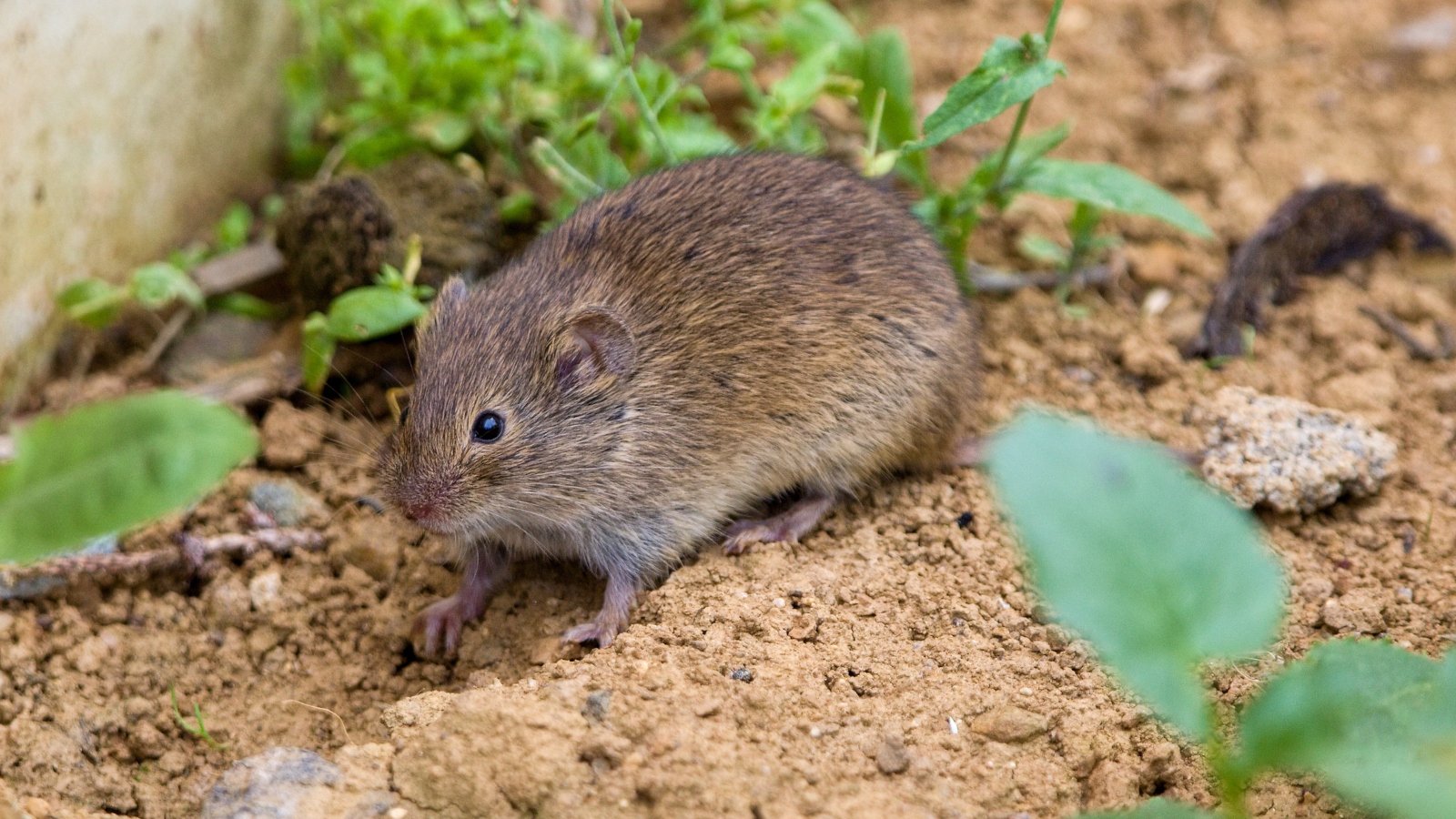 Stinkend, aber effektiv: Diese Pflanzen halten Wühlmäuse von Ihren Beeten fern