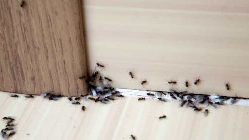 Silberfischchen, Motten und Ameisen: So werden Sie Insekten im Haus los