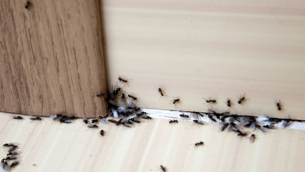 Silberfischchen, Motten & Co. effektiv beseitigen: Experten-Tipps für ein insektenfreies Heim