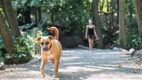 Viele reagieren falsch: Wer Angst vor Hunden hat, sollte diese Verhaltenstipps kennen