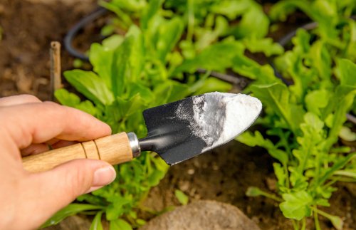 Einfaches Hausmittel reicht: Wie Sie Schädlinge aus Ihrem Garten entfernen