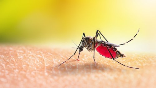 Effektiver Mücken-Schutz: Diese Hausmittel Tricks helfen wirklich