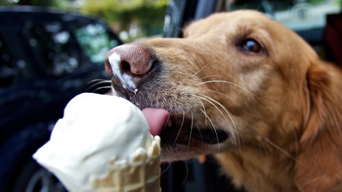 Erfrischung mit Nebenwirkungen? Das sollten Sie über Hunde-Eis wissen