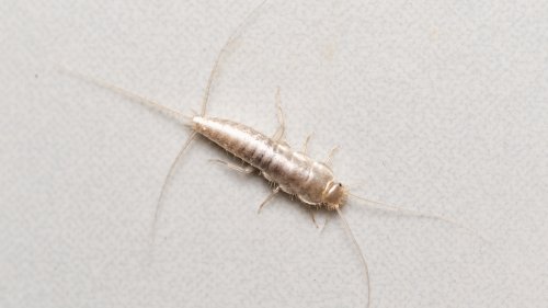 Tricks gegen Silberfischchen: So spüren Sie Nester auf