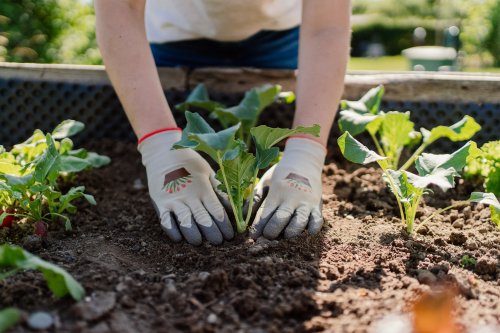 Torffreie Blumenerde im Test: Diese Sorten überzeugen auf ganzer Linie
