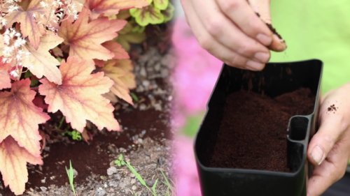 Garten-Profi verrät: Abfallprodukt aus der Küche ist Wundermittel für Ihre Pflanzen